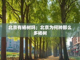北京有杨树吗；北京为何种那么多杨树