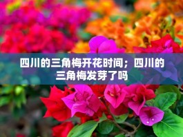 四川的三角梅开花时间；四川的三角梅发芽了吗