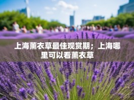 上海薰衣草最佳观赏期；上海哪里可以看薰衣草