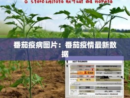番茄疫病图片：番茄疫情最新数据